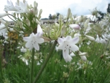 AGAPANTHUS UMBELLATUS ALBUS